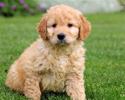 We understand what an important addition a puppies can be to your. . Golden doodle mini for sale near me